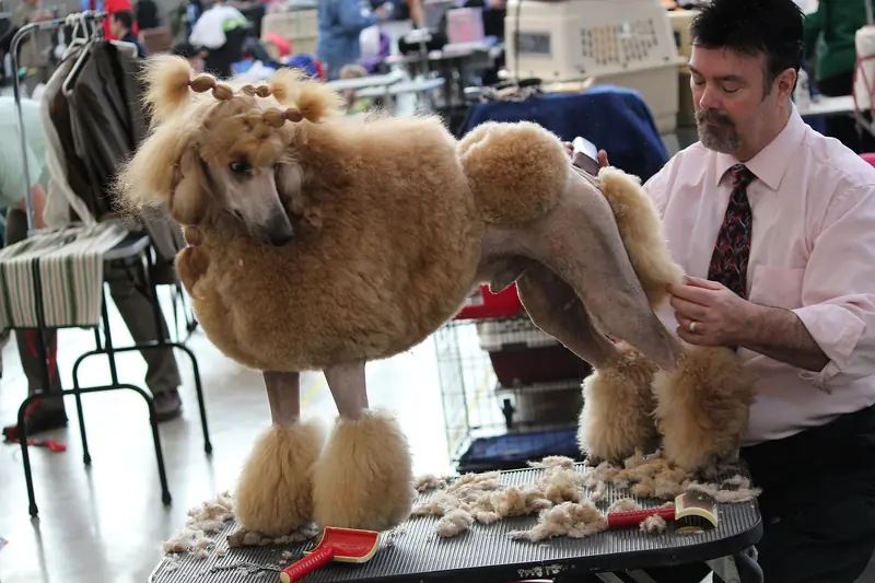 Groomer merapikan bulu anjing pudel