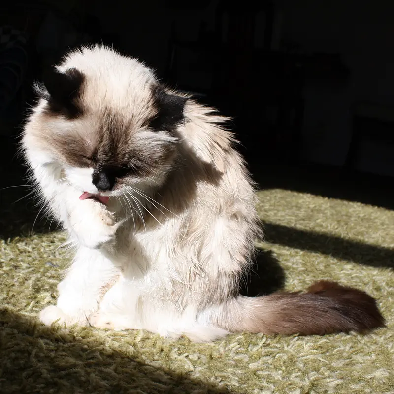 Kucing berbulu panjang merapikan diri